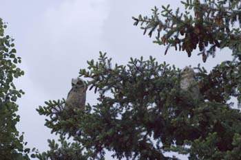 2006052641 copy